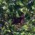 Monkeys along Kinabatangan River, part of a memorable 1-month itinerary in Malaysia