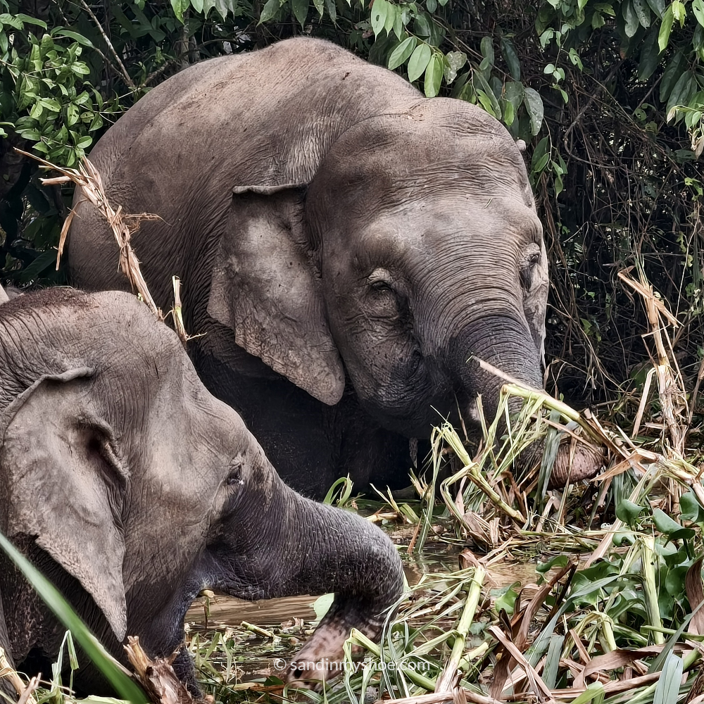 Pygmy elephants spotted in Kinabatangan, Borneo.