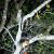 Asian palm civet spotted having a snack during a Kinabatangan River Cruise.
