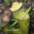 Carnivorous plant found in Kundasang, a unique attraction for a 3-week Malaysia itinerary