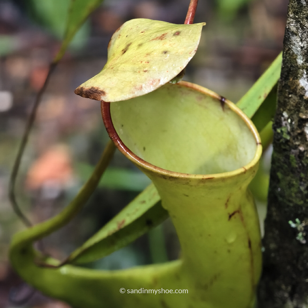 Pitcher-plant also known as monkey cup.