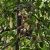 Monkey spotted in the forrest near the Gomantong Caves.