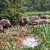 Borneo Safari Guide [2025] – River Cruise in Kinabatangan