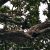 Rhinoceros hornbill perched on a tree during a Borneo safari in the Kinabatangan area