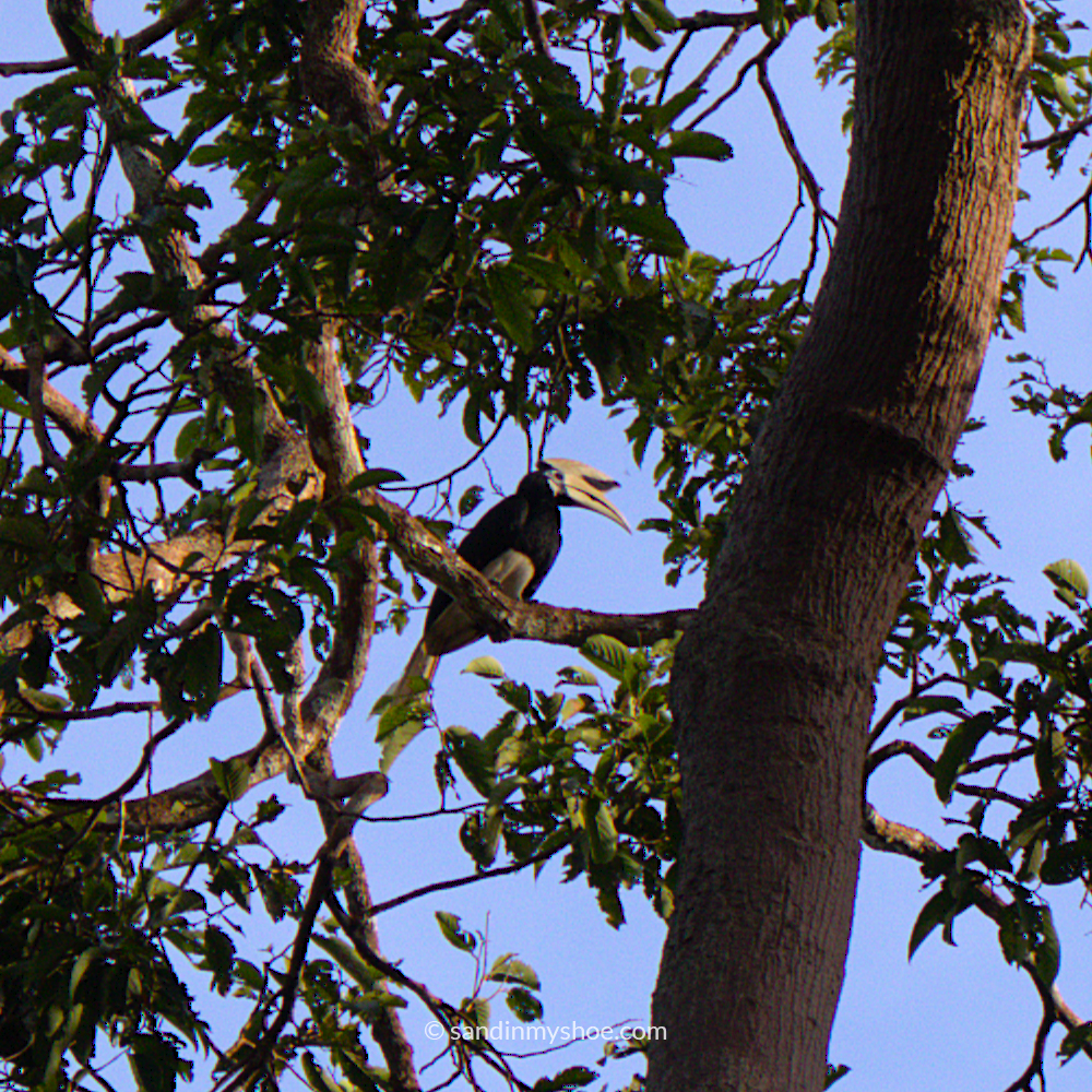 Rhinoceros hornbill spotted during a Kinabatangan cruise — a highlight on any Borneo itinerary.