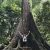 Standing beside a giant tree in Sepilok rainforest, an unforgettable sight for a 2-week Malaysia itinerary