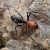 Close-up of a giant ant in Sepilok rainforest, part of the wildlife experience in a 3-week Malaysia itinerary