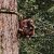 Spotting an orangutan at Sepilok Orangutan Rehabilitation Centre, a top wildlife experience for a Malaysia 3-week itinerary