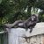 Dusky Leaf Monkey asking me to draw her like one of my french girls.