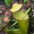 Close-up of a carnivorous pitcher plant found near Kundasang