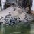 Kek Lok Si temples have hundreds of turtles.