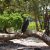 Massive eagle spotted on Turle beach.
