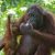 Best Things to Do &amp; How to Get to Sepilok &amp; Sandakan [2025]