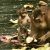 Watching adult and baby pig-tailed macaques at a wildlife sanctuary – one of the top things to do in Sepilok, Borneo