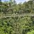 Walking along a canopy platform in Sepilok Rainforest – a peaceful way to explore Borneo’s jungle