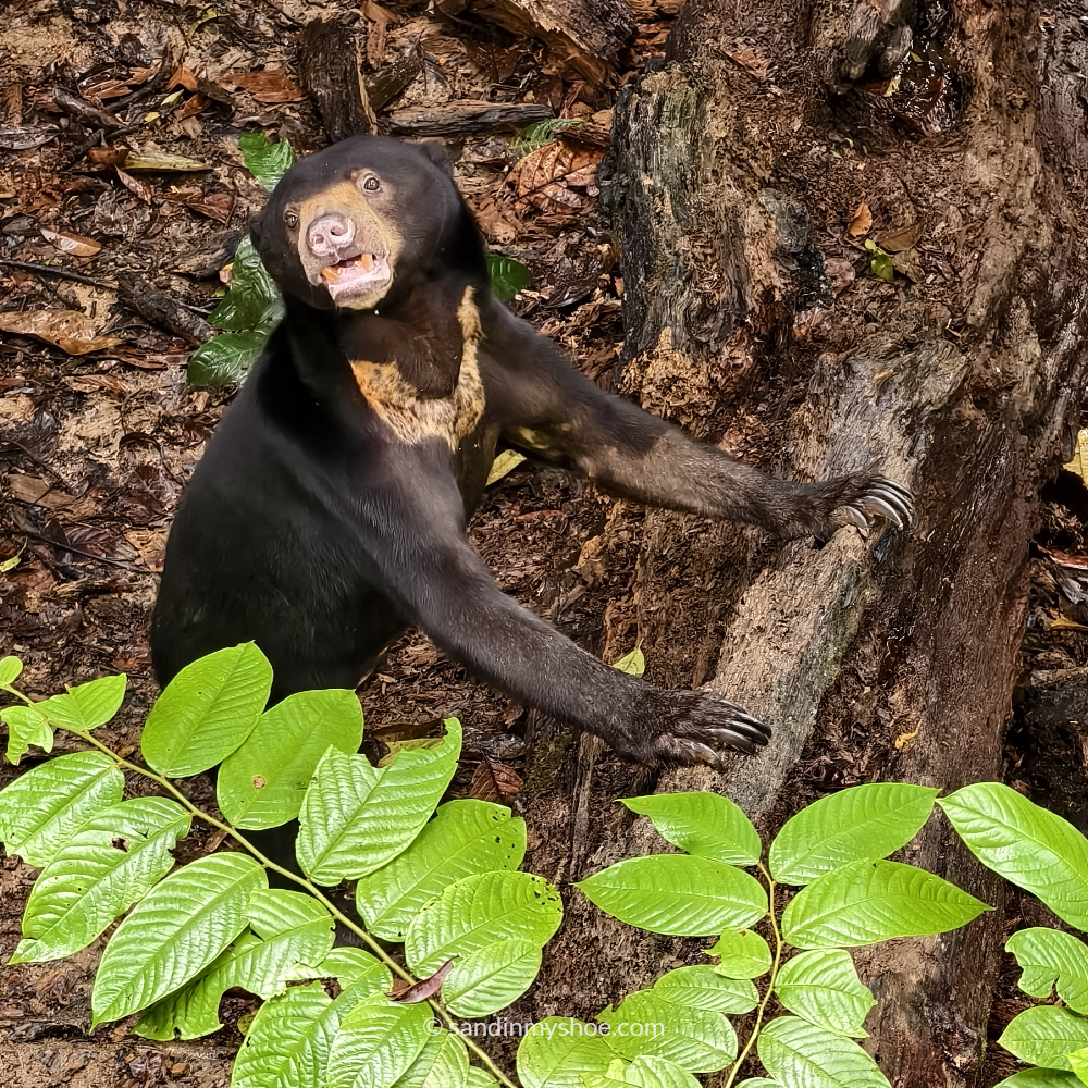 Rescued sun bear at the Sun Bear Sanctuary – one of the top things to do in Sepilok