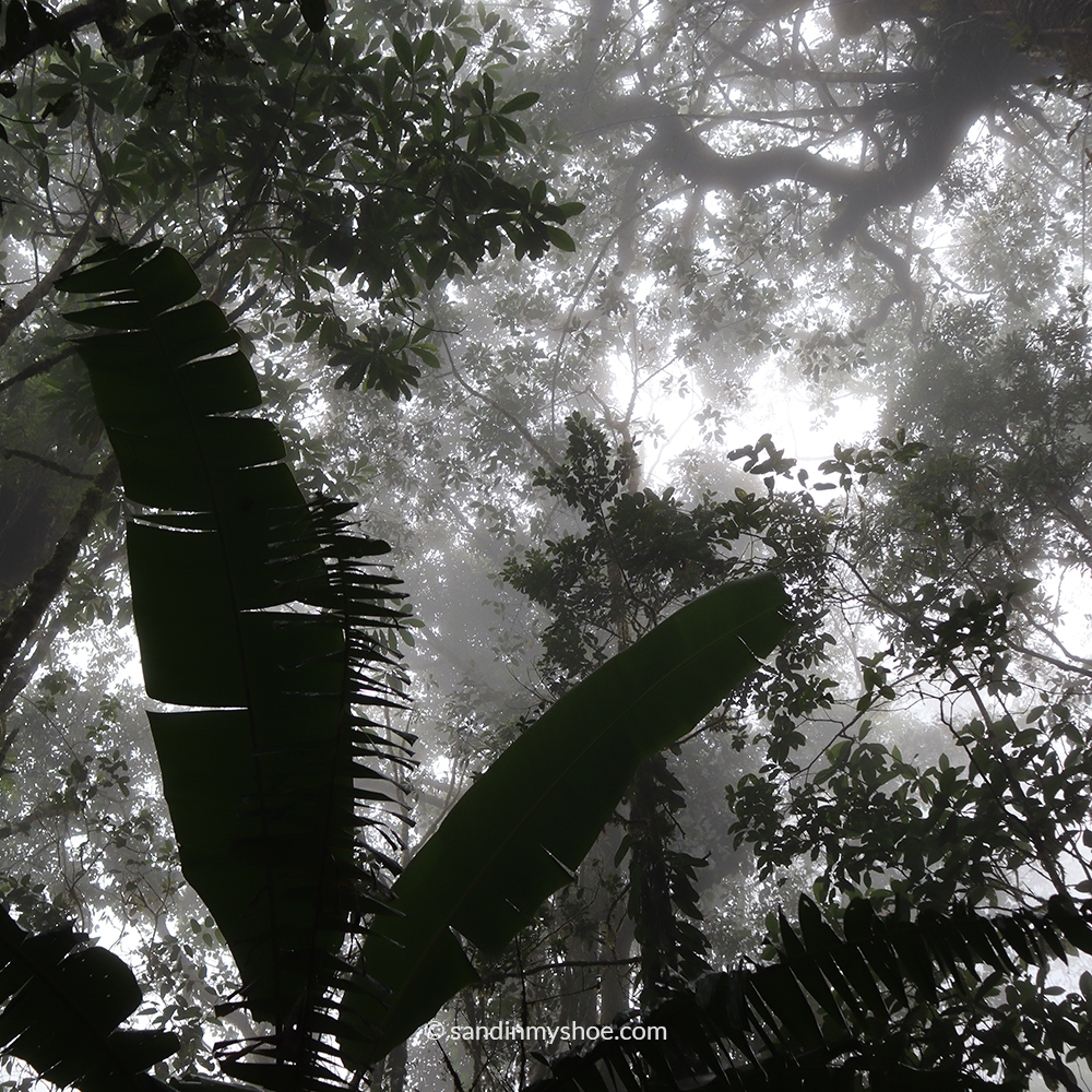 Treetops covered in mist in Kundasang.