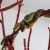 Close-up of a vibrant green pit viper coiled on a tree branch within the Snake Temple grounds in Penang, captured in soft natural light.