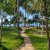 Best beach Palawan: panoramic view of turquoise sea, palm trees, pigs roaming the beach.