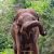 Elephant close-up during a Safari in Sri Lanka