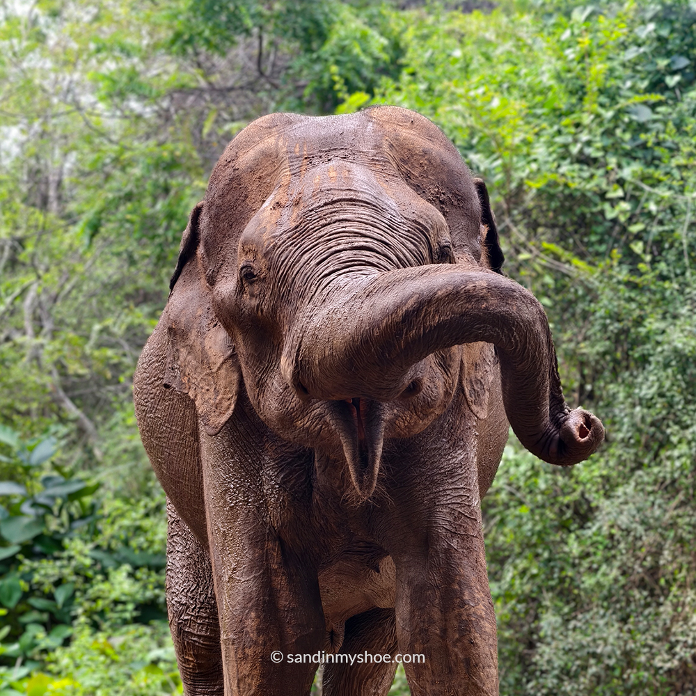 Elephant close-up during a Safari in Sri Lanka
