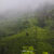 Misty tea plantations in Nuwara Eliya during June, showing the cool Hill Country conditions travellers consider when asking if June is a good month to visit Sri Lanka.