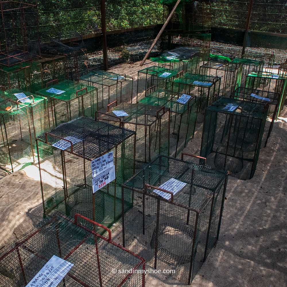 A turtle egg safekeeping area with protective cages placed in the sand.