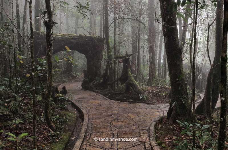 Misty pathways in the botanical garden of Park Kinabalu, Kundasang.